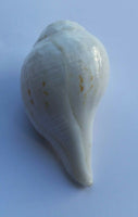 Sacred shankha holy divine sound sikh shankh conch shell vamavarti hindu pooja oo