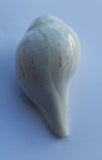 Sacred shankha holy divine sound sikh shankh conch shell vamavarti hindu pooja oo