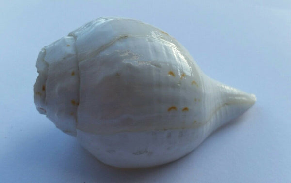 Sacred shankha holy divine sound sikh shankh conch shell vamavarti hindu pooja oo