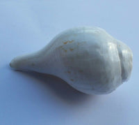 Sacred shankha holy divine sound sikh shankh conch shell vamavarti hindu pooja oo