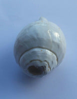 Sacred shankha holy divine sound sikh shankh conch shell vamavarti hindu pooja oo