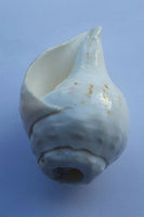 Sacred shankha holy divine sound sikh shankh conch shell vamavarti hindu pooja oo