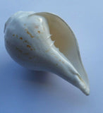 Sacred shankha holy divine sound sikh shankh conch shell vamavarti hindu pooja oo