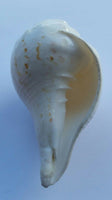 Sacred shankha holy divine sound sikh shankh conch shell vamavarti hindu pooja oo