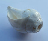 Sacred shankha holy divine sound sikh shankh conch shell vamavarti hindu pooja oo