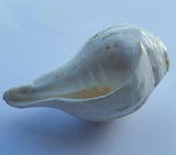 Sacred shankha holy divine sound sikh shankh conch shell vamavarti hindu pooja oo